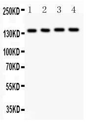 Anti-ABCB4/Mdr3 Polyclonal Antibody