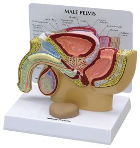 GPI Anatomicals® Male Pelvis with Prostate Model