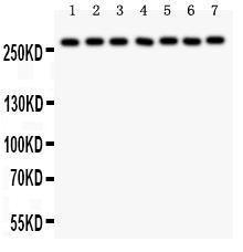 Anti-LRRK2 Polyclonal Antibody