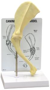 GPI Anatomicals® Canine Shoulder