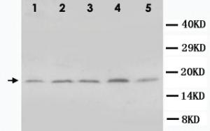 Anti-BCL2L1 Rabbit Polyclonal Antibody