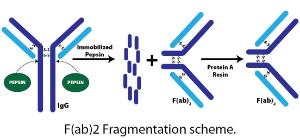 Antibody F(ab)₂ Fragmentation, G-Biosciences