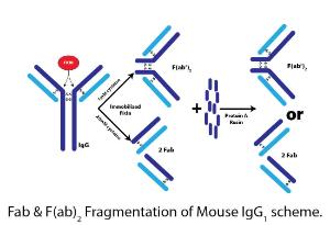 Antibody Fab & F(ab)₂ Fragmentation of Mouse IgG₁, G-Biosciences