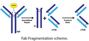 Antibody Fab Fragmentation, G-Biosciences