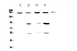 Anti-CD11b Polyclonal Antibody