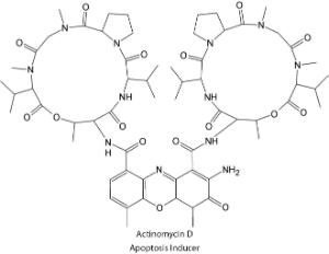 Actinomycin D 10 mmol/l in aqueous solution