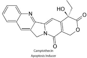 (S)-(+)-Camptothecin 2 mM