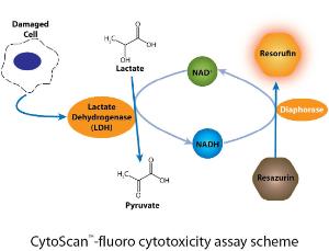 CytoScan™-fluoro Cytotoxicity Assay, G-Biosciences