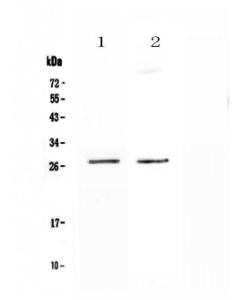 Anti-SPR Polyclonal Antibody