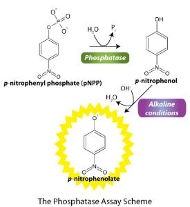 Phosphatase Assay Kit, G-Biosciences