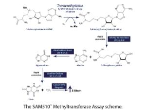 SAM510™ Colorimetric, Continuous Enzyme Coupled SAM Methyltransferase Assay, G-Biosciences