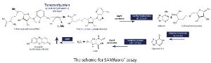 SAMfluoro™ Fluorescent, Continuous Enzyme Coupled SAM Methyltransferase Assay, G-Biosciences