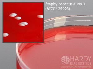 PEA (Phenylethyl Alcohol Agar) with 5% Sheep Blood, Hardy Diagnostics