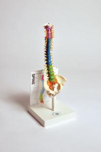 Human small spine model with fold-out guide