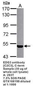Anti-S1PR3 Rabbit Polyclonal Antibody