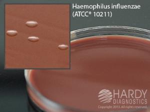 Chocolate Agar with Bacitracin, Hardy Diagnostics