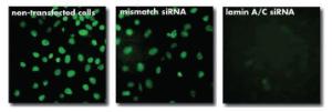 INTERFERin®, siRNA and miRNA transfection reagent, Polyplus-transfection