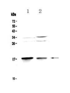Anti-MAP1LC3A Polyclonal Antibody