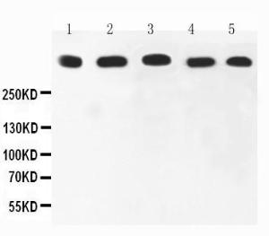 Anti-Ki67 Polyclonal Antibody