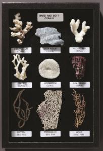 Hard and Soft Corals Riker Mount