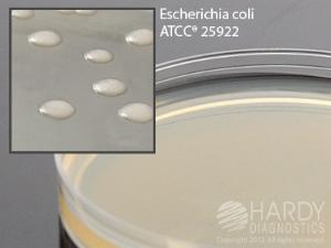 Letheen Agar Modified, with Tween 80 1.5%, Hardy Diagnostics