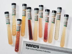 Ward's® High School Bacteria Culture Set