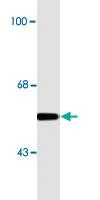 Anti-FTO Monoclonal Antibody