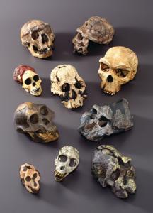 Bone Clones® Hominids Skull Series