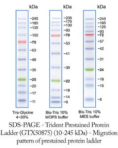 Trident Prestained Protein Ladder, GeneTex