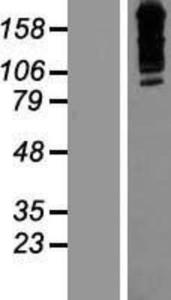 ZNF536 Lysate (Adult Normal), Novus Biologicals (NBP2-07288)