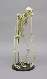 BoneClones® Gibbon Skeleton