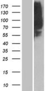 OR1L8 Lysate (Adult Normal), Novus Biologicals (NBP2-08870)