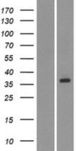 OR2AG2 Lysate (Adult Normal), Novus Biologicals (NBP2-08888)
