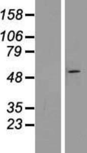 ZNF654 Lysate (Adult Normal), Novus Biologicals (NBP2-06823)