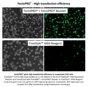 FectoPRO Image transfection efficiency CHO cells
