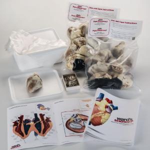Ward's® Pure Preserved™ Sheep Heart Dissection Kit