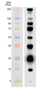 WesternSure® Pre-stained Chemiluminescent Protein Ladder, LI-COR®