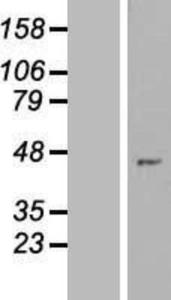 ZNF707 Lysate (Adult Normal), Novus Biologicals (NBP2-09331)