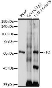 Antibody anti-FTO 100 µl