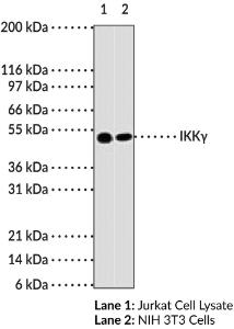 Antibody clone ikk monoclonal 72c627