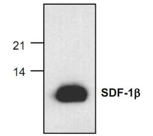 Anti-SDF-1 beta Rabbit Polyclonal Antibody