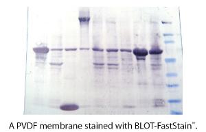 BLOT-FastStain™, G-Biosciences