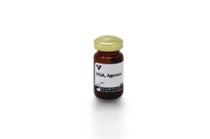 Wheat Germ Agglutinin (WGA), agarose bound, 2 ml