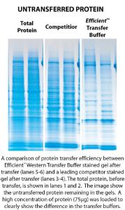 Protein Transfer Buffers, G-Biosciences