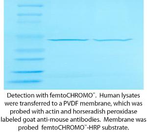 femtoCHROMO™- HRP Kit for Chromogenic Detection, G-Biosciences