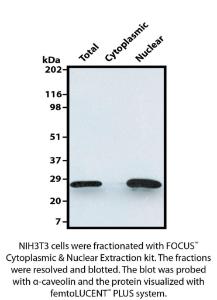 Femtogram Sensitive Chemiluminescence Detection, G-Biosciences