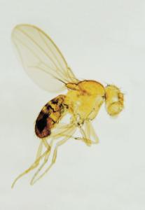 White-eyed Mutant, Drosophila Slide