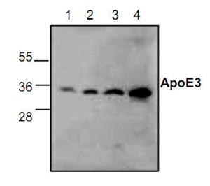 Anti-APOE3 Rabbit Polyclonal Antibody