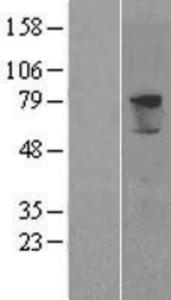 PRODH2 Lysate (Adult Normal), Novus Biologicals (NBP2-04385)