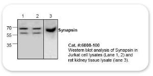 Anti-SYN Rabbit Polyclonal Antibody